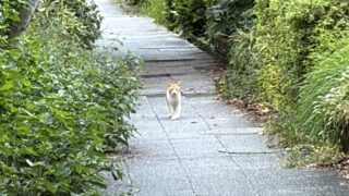 ブログ_ネコとのコミュニケーションは一瞬/アイキャッチあ